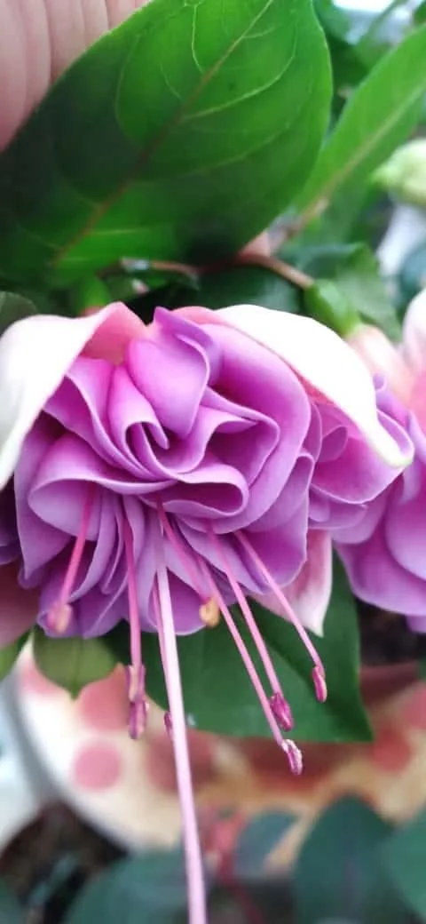 Pink fuchsia cluster