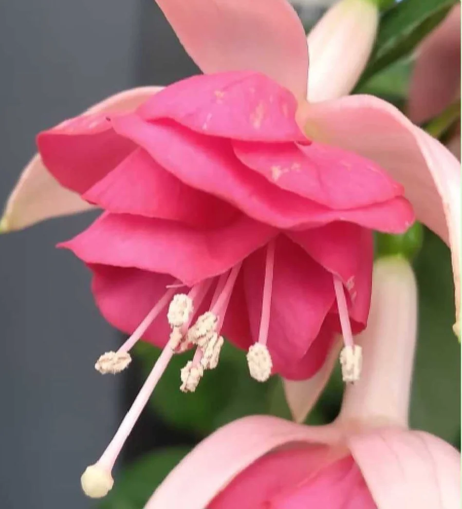 Close up of pink fuchsia petals